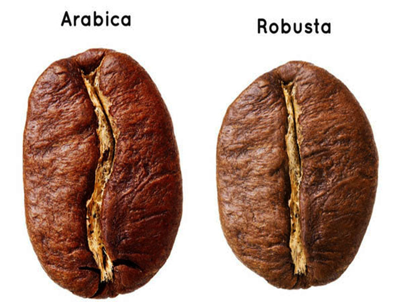 How to make a perfect cup of coffee Arabica or Robusta?
