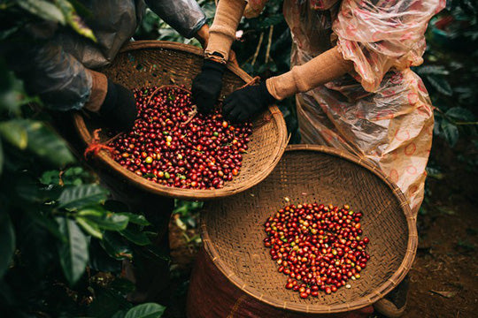 Vietnam’s leading exporting coffee brand
